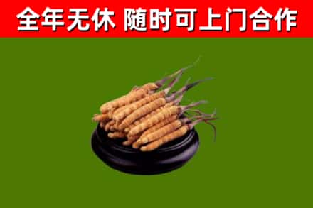 金阳县回收冬虫夏草