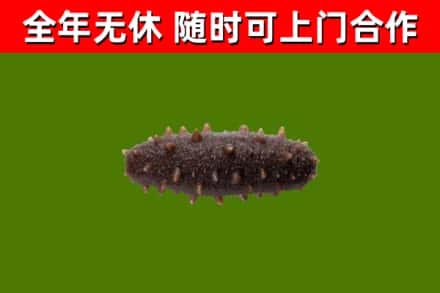 金阳县回收海参干